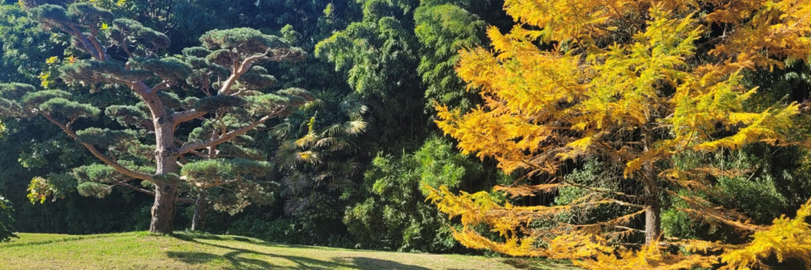 parc de la bambouseraie en cévennes