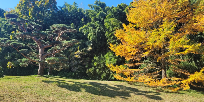 parc de la bambouseraie en cévennes